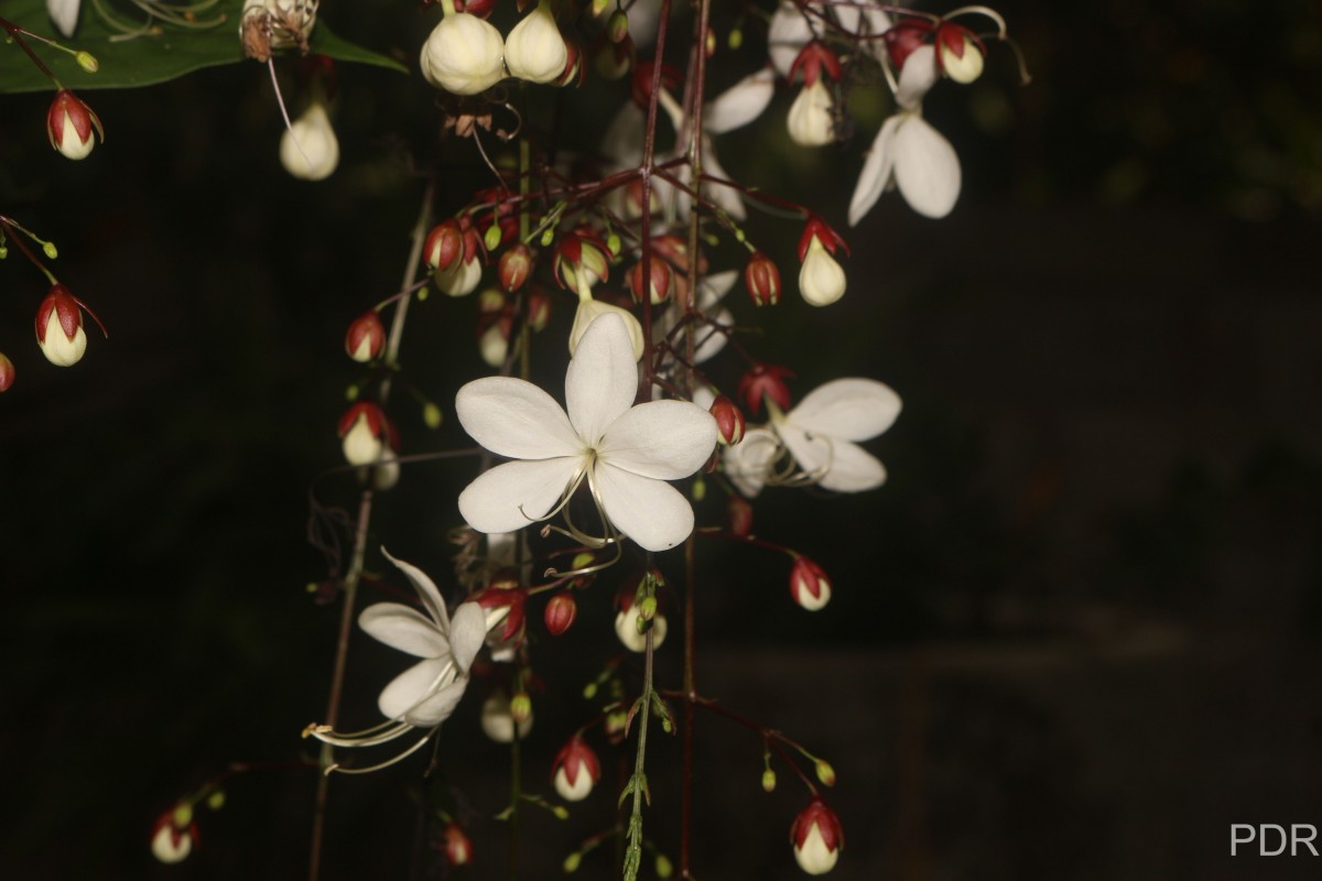 Clerodendrum smitinandii Moldenke